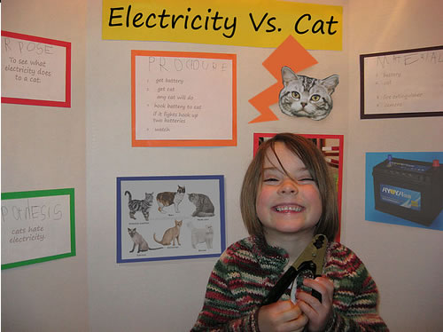 Electricidad vs gatos